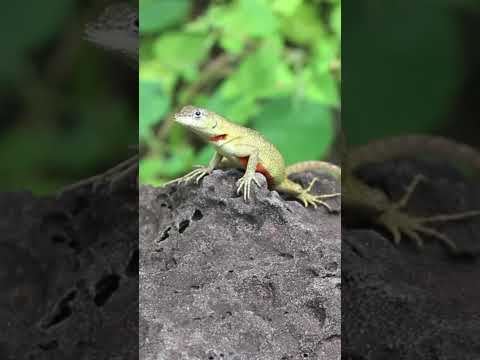 San Cristobal Lava Lizard (Microlophus bivittatus) Colouration #galapagoswildlife #lizardfacts