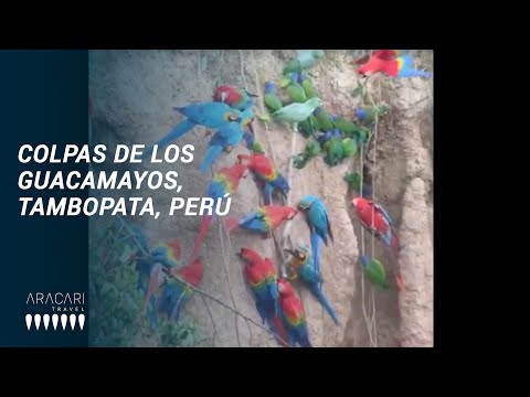 Colpas de los Guacamayos, Tambopata, Perú