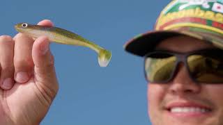 Megabass hazedong shad