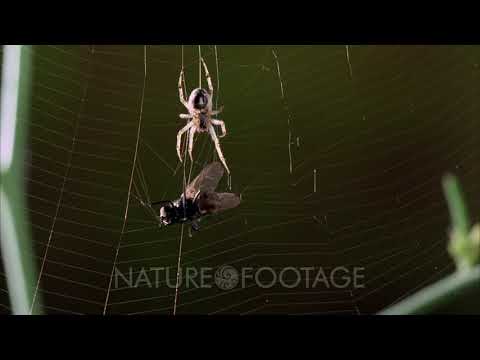 Spider Attacking Fly Caught In Web