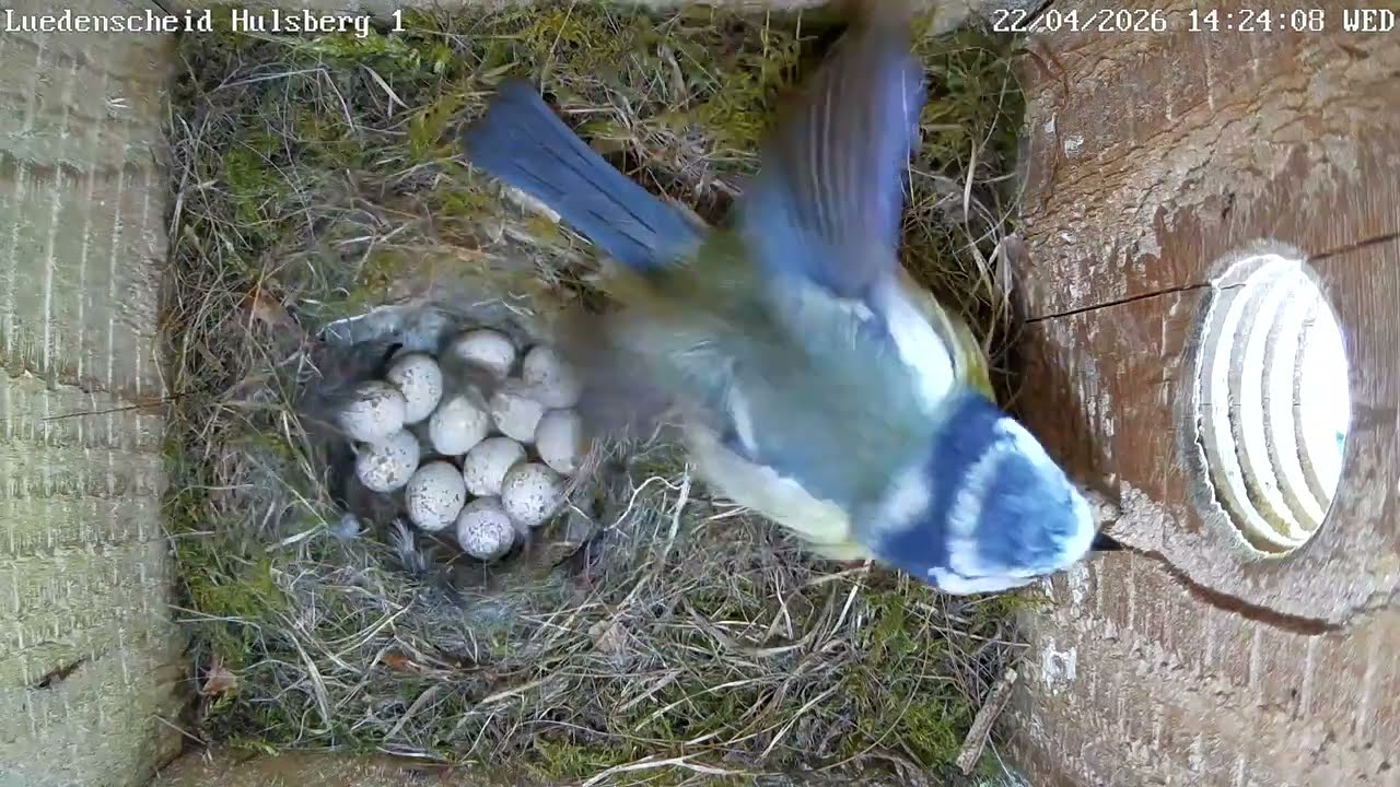 Eierwahnsinn mit 12 Eiern bei der Blaumeise! | 22.04.2026