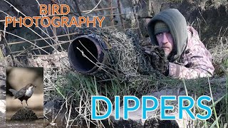 How To Photograph Dippers In The Wild