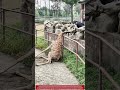 Zookeepers Break Concrete to Save Trapped Giraffe