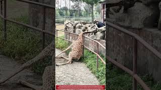 Zookeepers Break Concrete to Save Trapped Giraffe