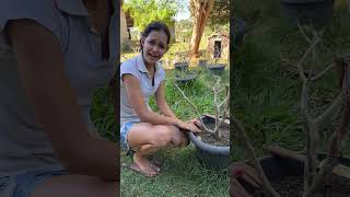 Cuidando das rosas do deserto da minha mãe #dianaroça #vidanaroça