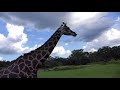 Walt Disney World Disney S Animal Kingdom Kilimanjaro Safaris 2018
