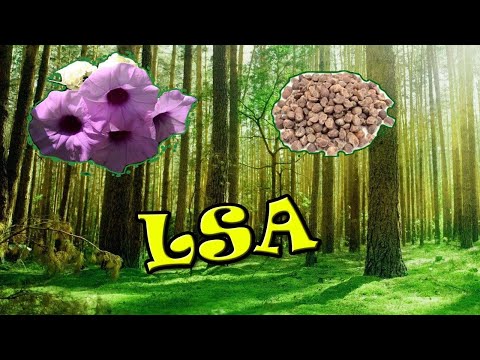 download lagu mp3 mp4 Semente De Argyreia, download lagu Semente De Argyreia gratis, unduh video klip Semente De Argyreia