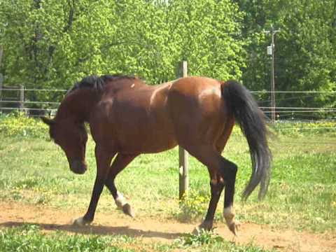 Polish stallion by *Ganges