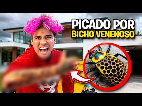 I was bitten by a very venomous bug! *Did I go to the hospital?