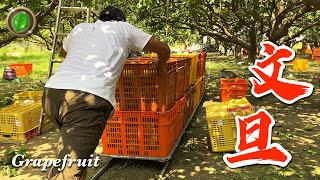 [廣宣] 麻豆小農自產大白柚