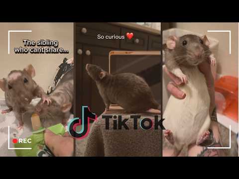 Rats Cute