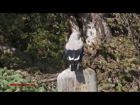 Cascanueces columbiano ( Nucifraga columbiana ) Clark&a