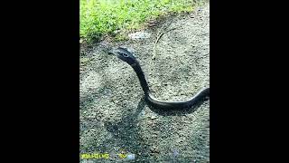 Download lagu TEDUNG SENDUK CAP O mp3