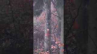 Traum Drückjagd im Reilmannforst 🐗 mit  ⁨@jagdkrone⁩