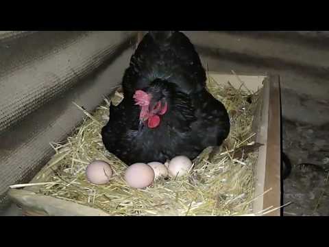 Yumurta Uzerinde Kac Ordek Oturuyor Farmer Yumurta Uzerinde Kac Ordek Oturuyor Farmer