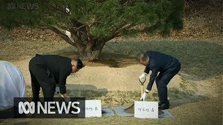 South and North Korean leaders plant tree for peace