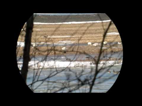 Swan and geese / Hanhia ja Joutsenia/ Peräkylä, Luvia, 2.4.2010