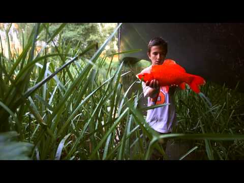 Guldfisk i Skovsøen - Goldfish in the secret lake