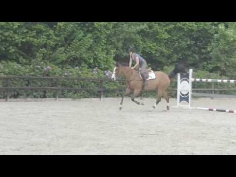 Ogano Sitte x Argentinus 7 YO Mare