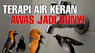 Download lagu SUARA AIR KRAN AMPUH UNTUK TERAPI BURUNG ANIS MERAH ANIS KEMBANG MACET KEMBALI BUNYI mp3 Download lagu SUARA AIR KRAN AMPUH UNTUK TERAPI BURUNG ANIS MERAH ANIS KEMBANG MACET KEMBALI BUNYI mp3