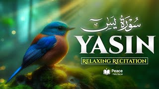 Download lagu Surah Yasin (سورة يس) | Zikir Santai untuk Ketenangan Hati & Jiwa | Alquran Damai  mp3