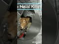 #halal #slaughterline #beef  cattle halal killing box