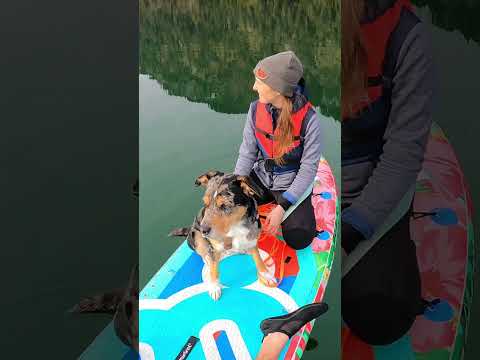 Stand Up Paddling im November 🏄‍♀️🐕🍂 #shorts #standuppaddle #dog