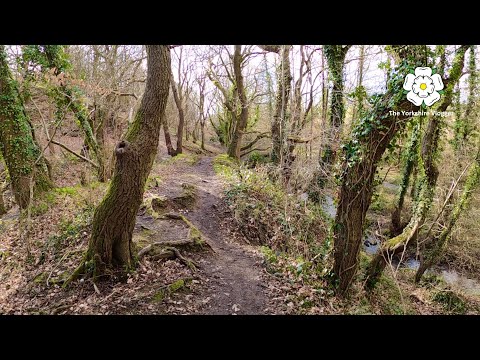 Coxley Wood | Netherton, Wakefield (Vlog #59)