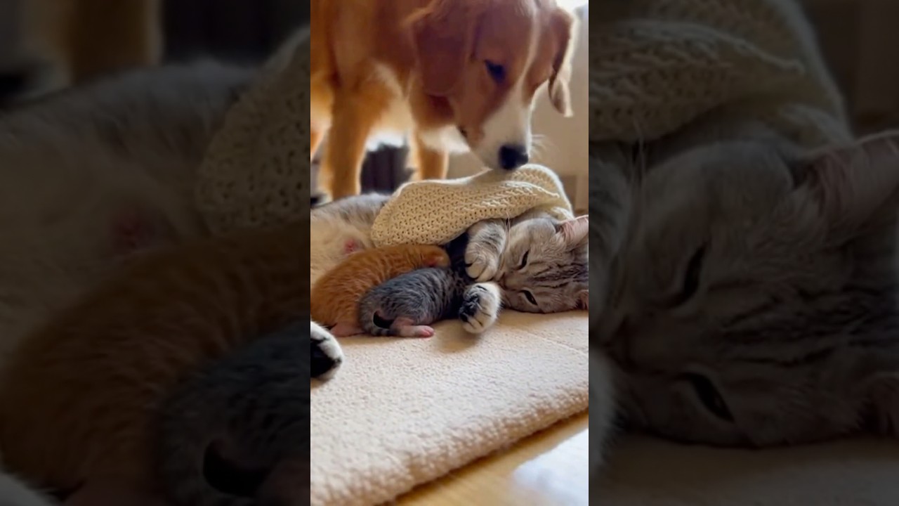 Dog Gently Covers a Sleeping Mama Cat and Her Kittens😻😻😻 #catsoftiktok  #cute  #viral  #fyp