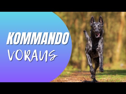 Kommando Voraus in wenigen Steps aufbauen - Teil 1 - IGP Unterordnung, BGH-1  Begleithundeprüfung