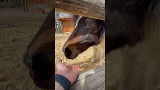 So cute 🤎🤍💙🤎#shorts #short #shortsfeed #viralvideo #viralshorts #viralshort #viral #pony #sub