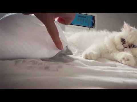 Jacqueline with cute cats🐈🐈 | #shorts