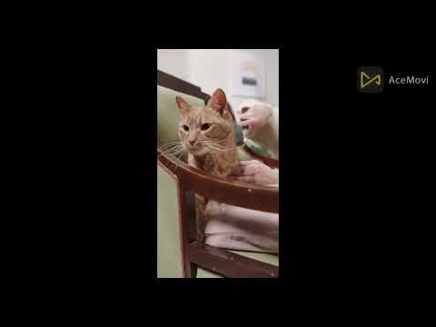 The Savitsky Cats: Super Trained Cats Perform Exciting Routine - America's Got Talent 2022 #shorts