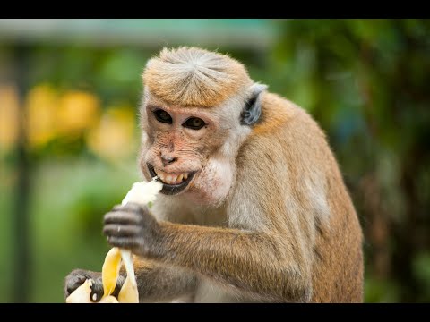 4K HDR Life of Monkeys - Animal Documentary - Fun & Relaxing Music Video