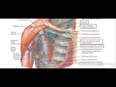 Clavipectoral fascia