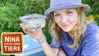 Download lagu Ein Paradies für Zauneidechsen | Reportage für Kinder | Nina und die wilden Tiere mp3