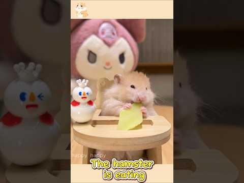 #Fyp #Hamster #Hamsters #Hamstersoftiktok #Thehamsterstation #Pet1