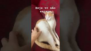 #ele me mordeuuu #capcut #cat #gatos ele me mordeuuu #mordidaAaaaa