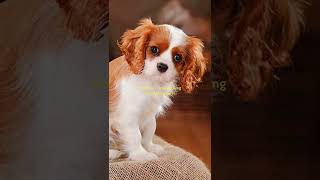 Zodiac signs as dog breeds pt.1