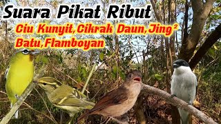 Download lagu Ciu Kunyit,Cikrak Daun,JingJing Batu,Flamboyan,Ribut Pikat mp3