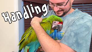 Great Green Macaw Handling & Taming
