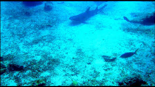 preview picture of video 'ISLA SEYMOUR NORTE BUCEO GALAPAGOS ECUADOR  33'