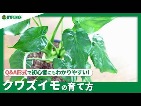 コモンチコリ 植物