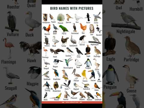 All Birds name in English #birds #birdphotography
