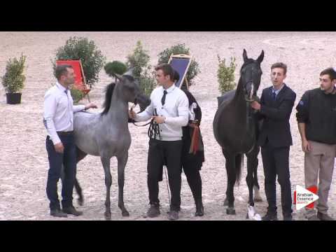 2nd PLACE-N.107 FATIHA DU PASQUA - DEAUVILLE 2015 - Filly Foals Championship (Class 12)