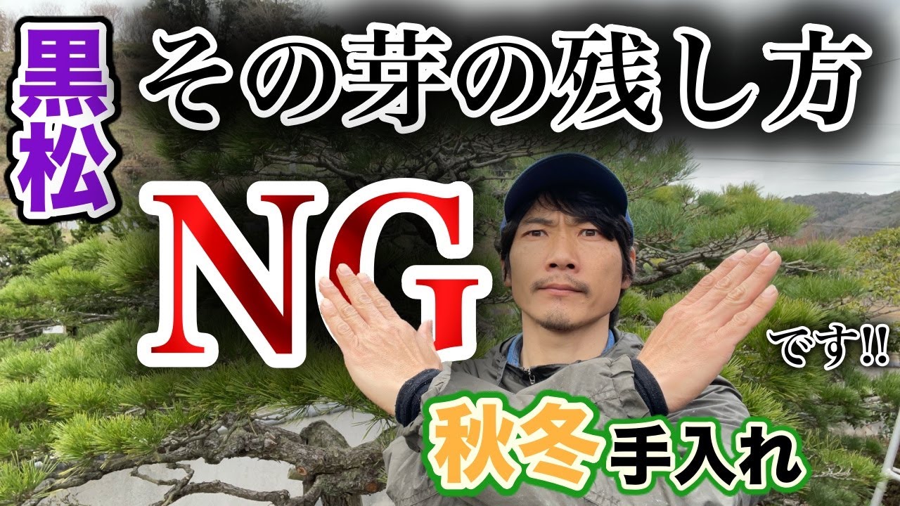 【黒松の剪定】こんな芽の残し方はNGです！短葉法の秋冬手入れで注意すべきこと（例外パターンあり）【初心者向講座】