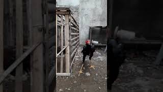 Download lagu wido kemlandingan uji nyali mp3