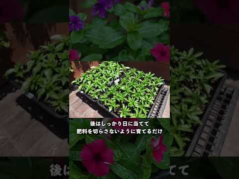 青赤石の種 植物