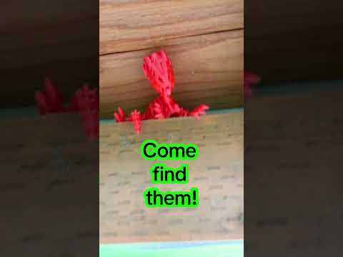 One per person please! #3dprinting #tricities #colemanscavengerhunt #park