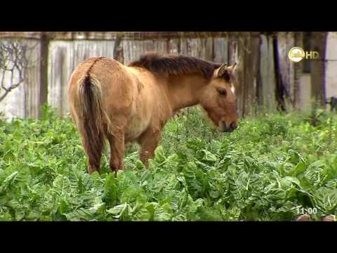 Conocé más del Paso de la Arena